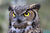 Owl Test