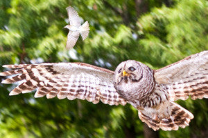 Owl Test